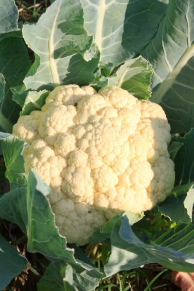 ile kalorii ma kalafior